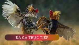 Cách Chơi Đá Gà 3D Tại JBO: Trải Nghiệm Mô Phỏng Chân Thực
