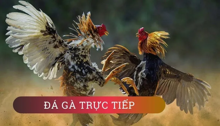 Cách Chơi Đá Gà 3D Tại JBO: Trải Nghiệm Mô Phỏng Chân Thực