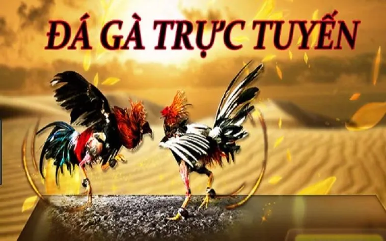 Cách Chơi Đá Gà Sabong Tại JBO: Hành Trình Cá Cược Kịch Tính 2 Cách Chơi Đá Gà Sabong Tại JBO: Hành Trình Cá Cược Kịch Tính